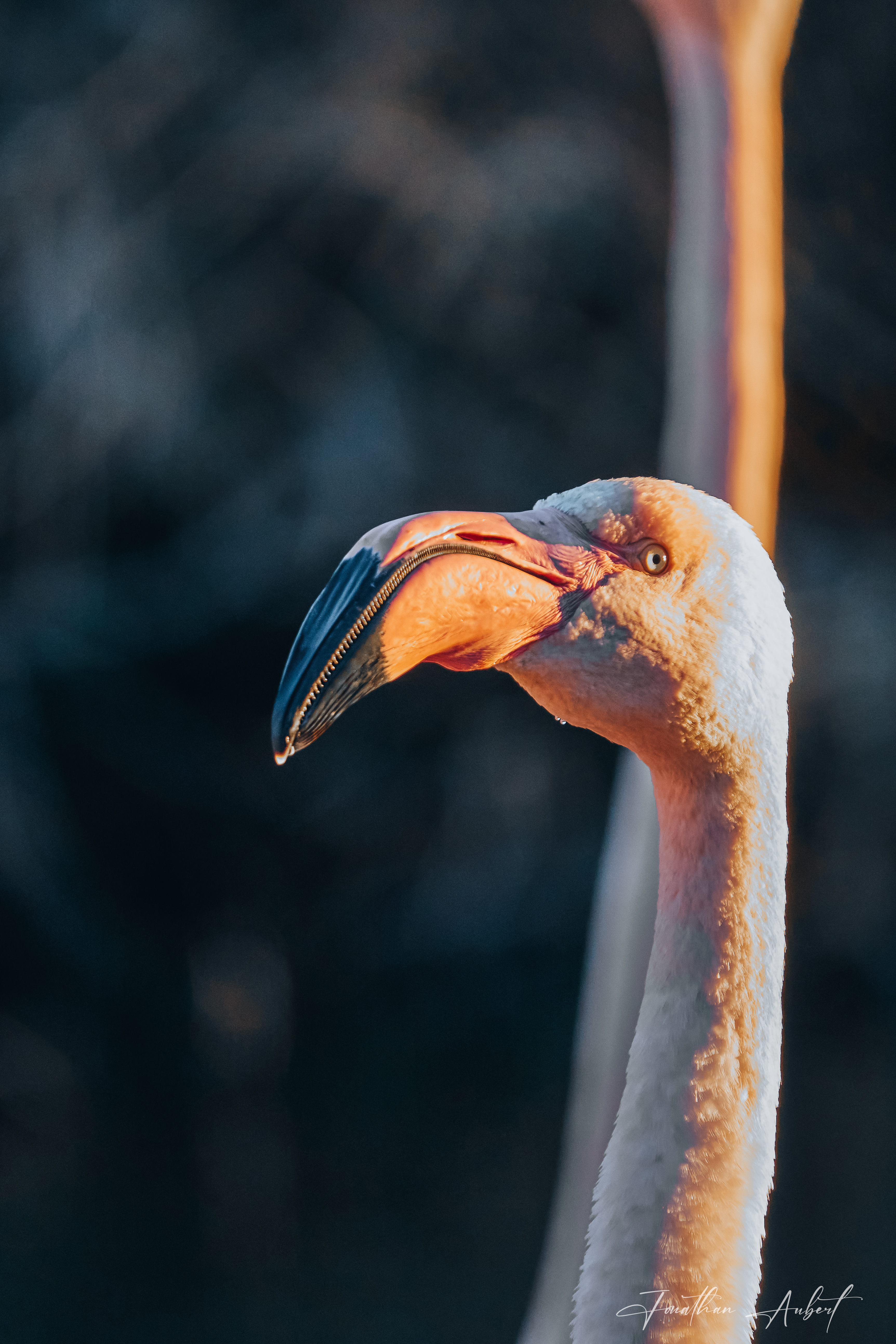 Portrait d'un Flamant