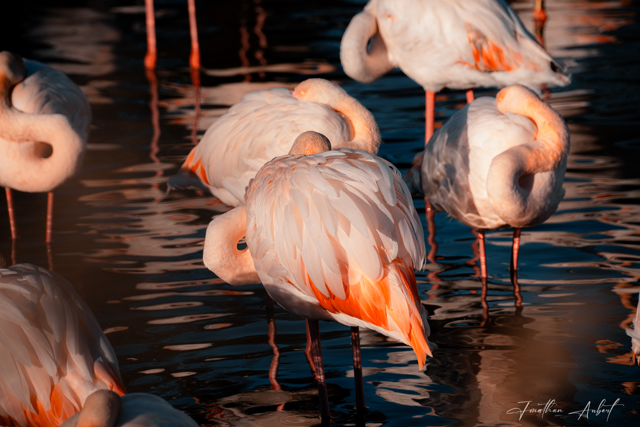 Repos des Flamants au Crépuscule