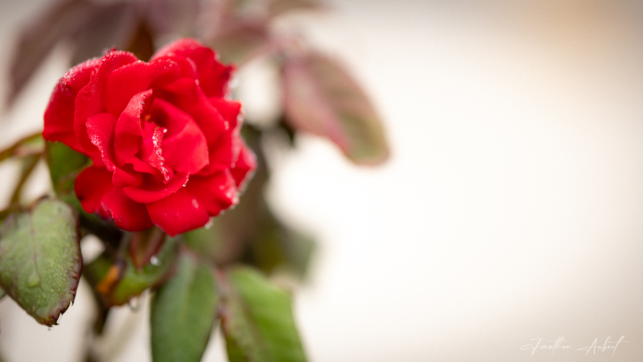 Rosée du Matin