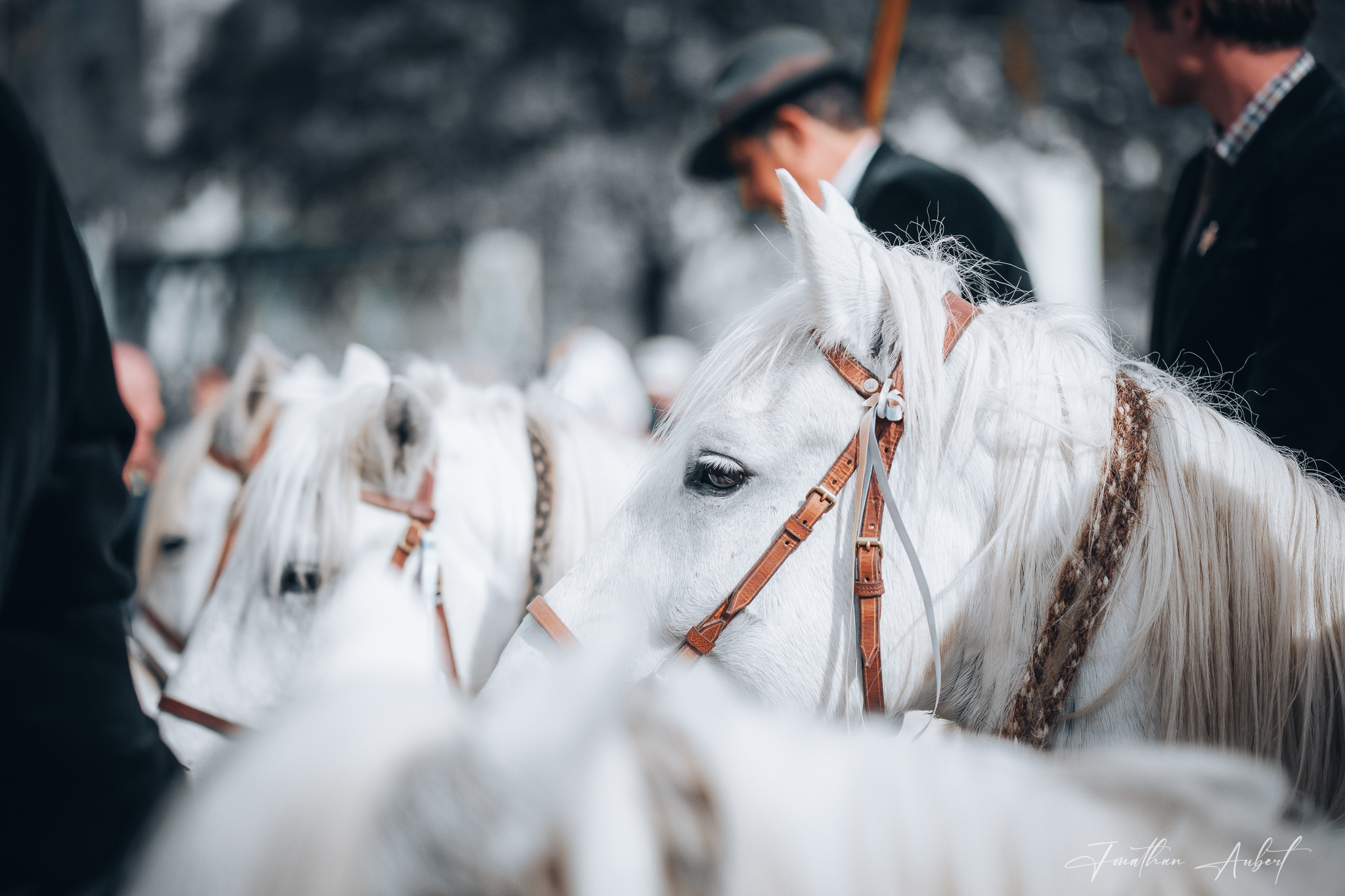 Élégance de Camargue