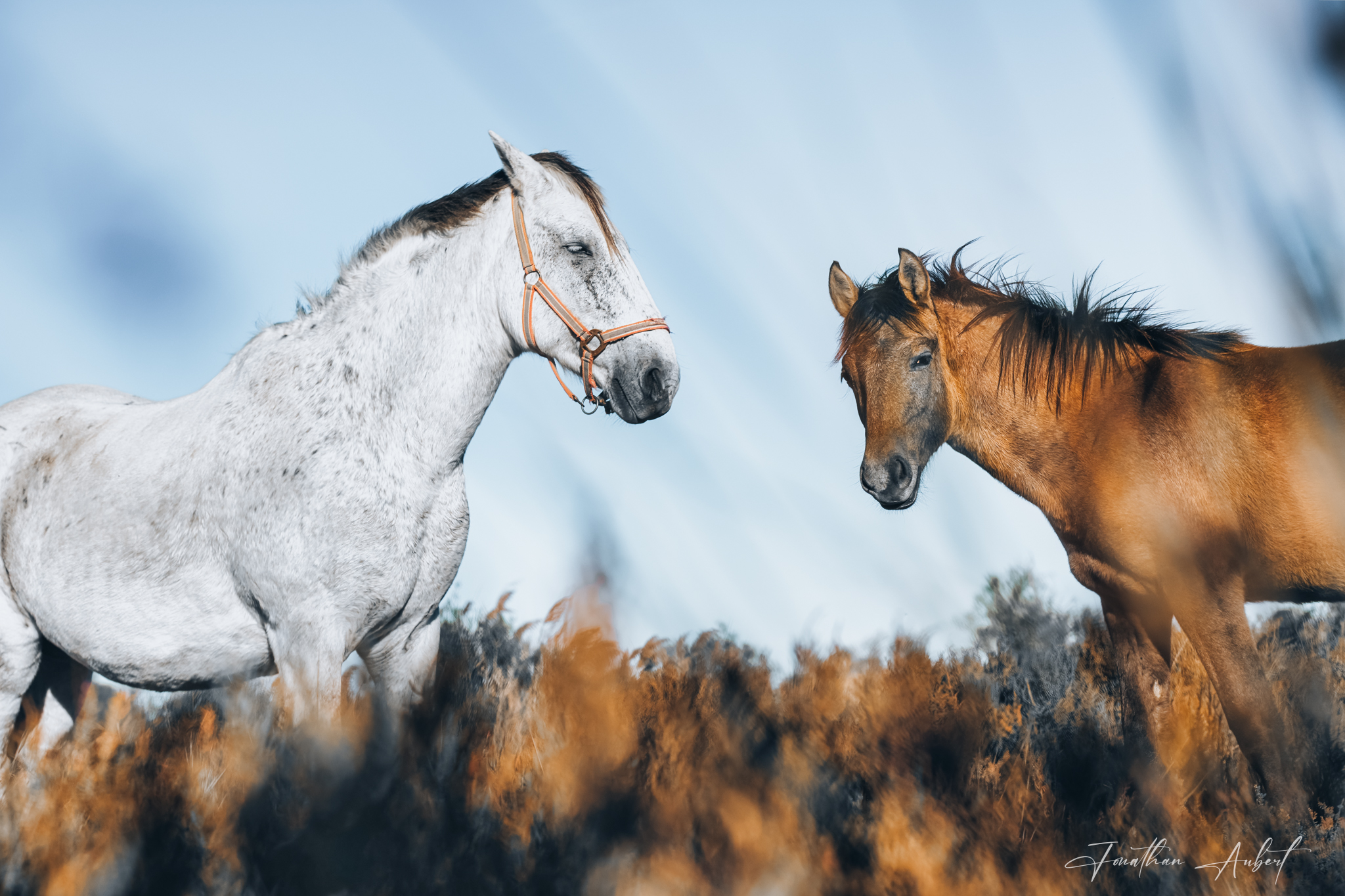 Duo dans la brise