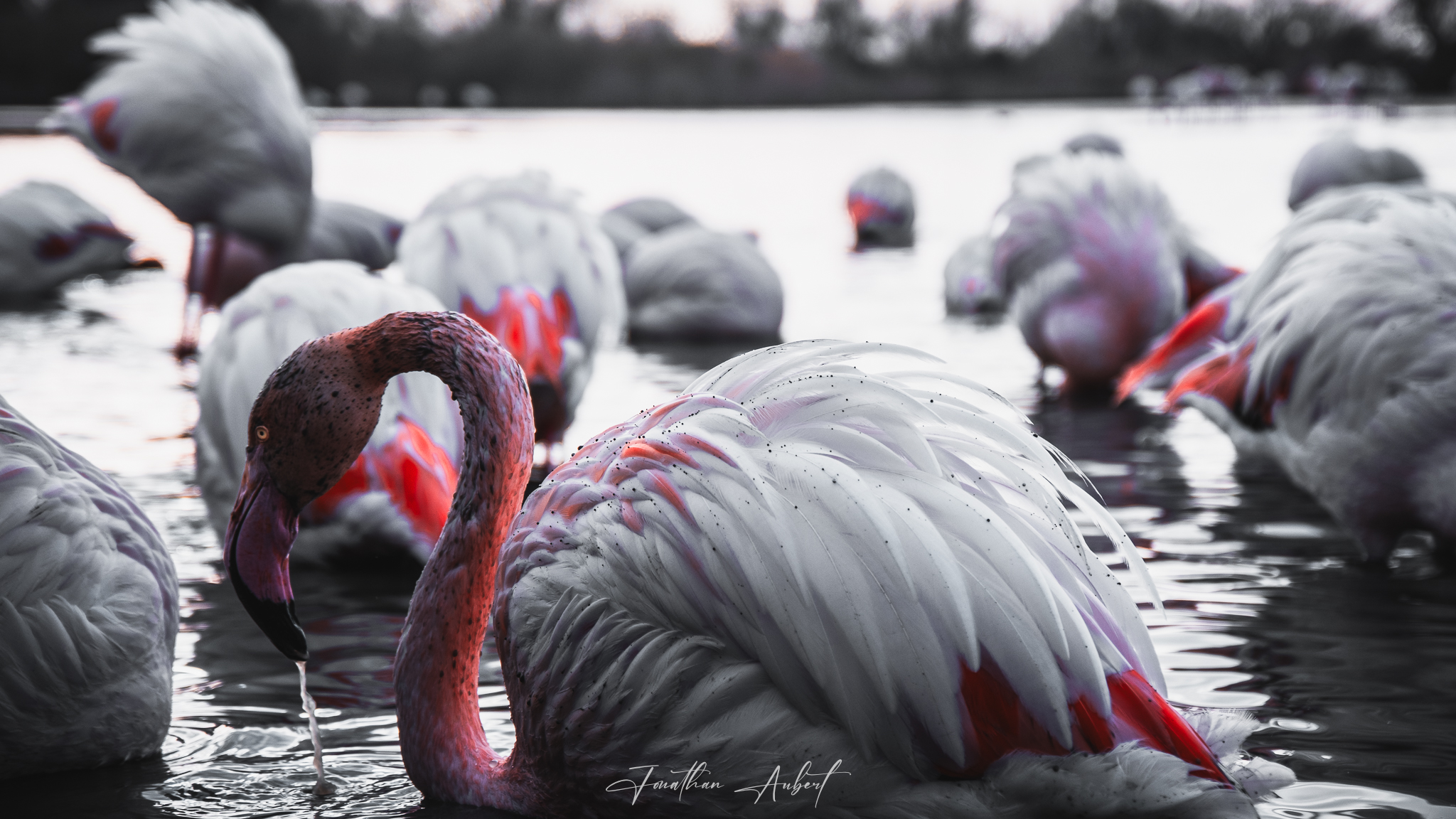 POV Flamants roses