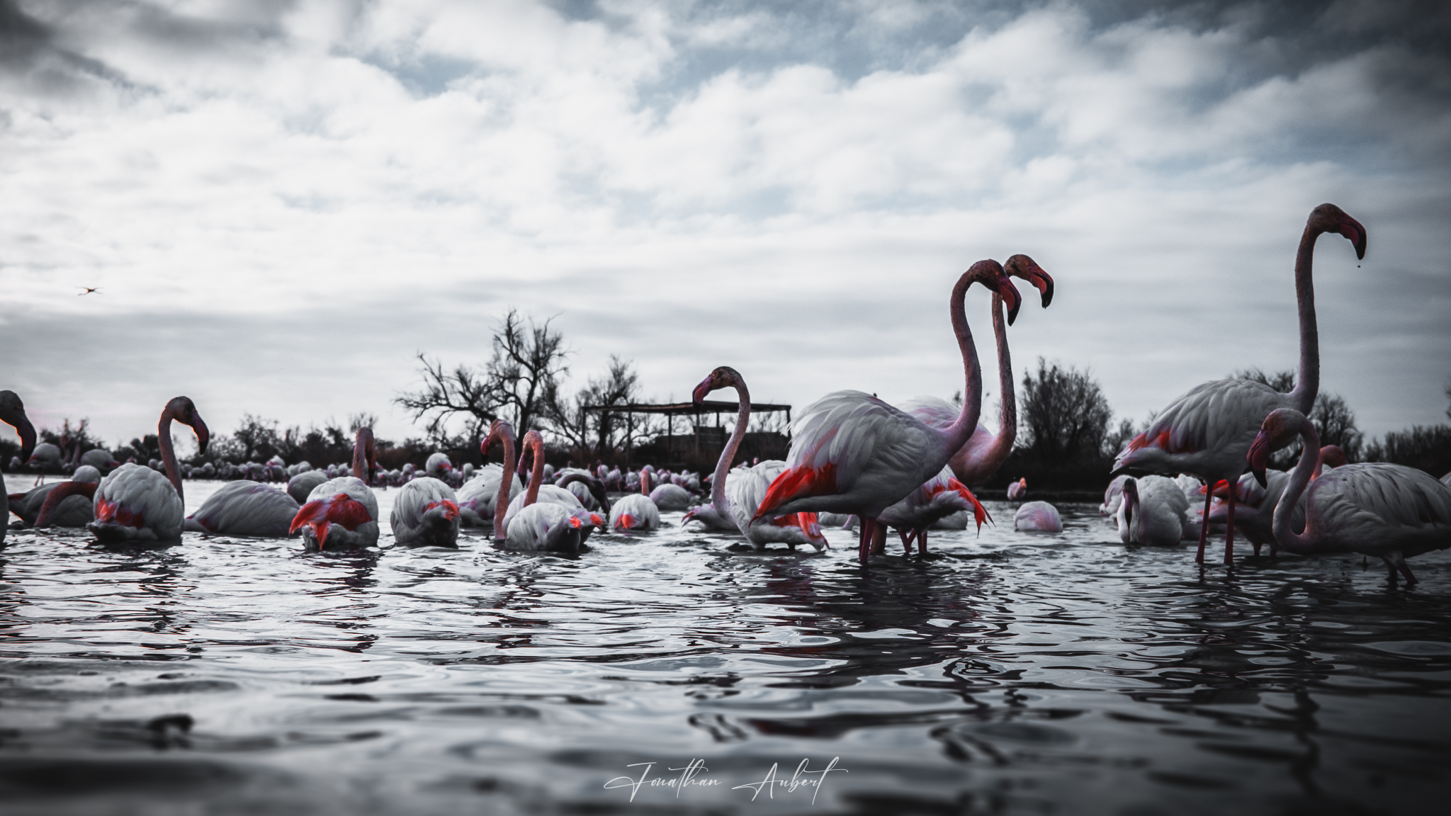 POV Flamants Roses II