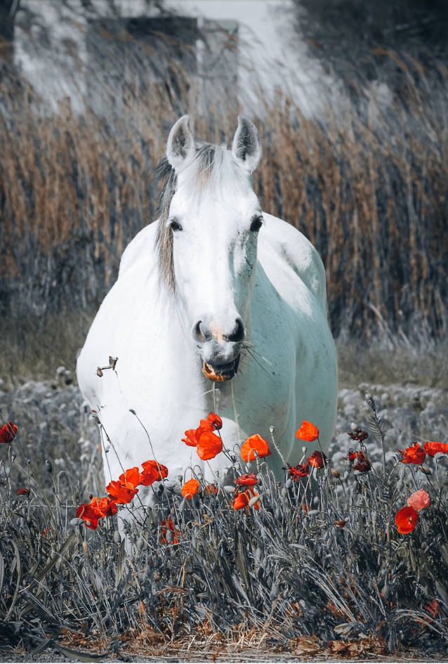 Cheval blanc Camargue