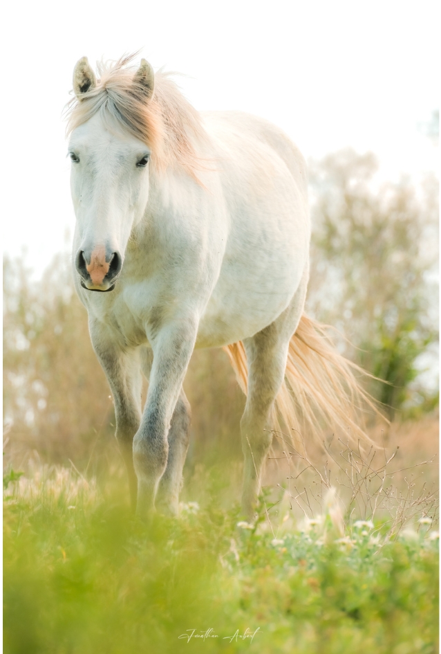 Cheval Camarguais en Liberté