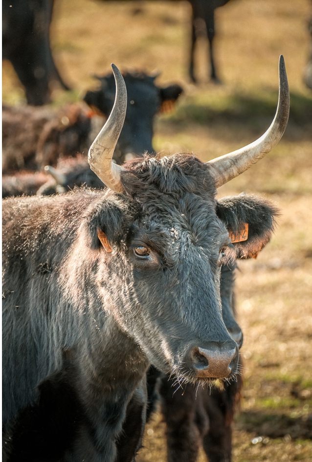 Taureau Camarguais, Force et Majesté