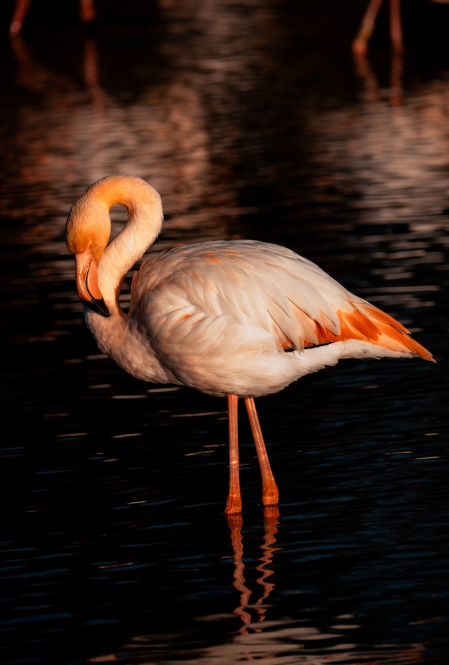 Flamant Rose au Crépuscule
