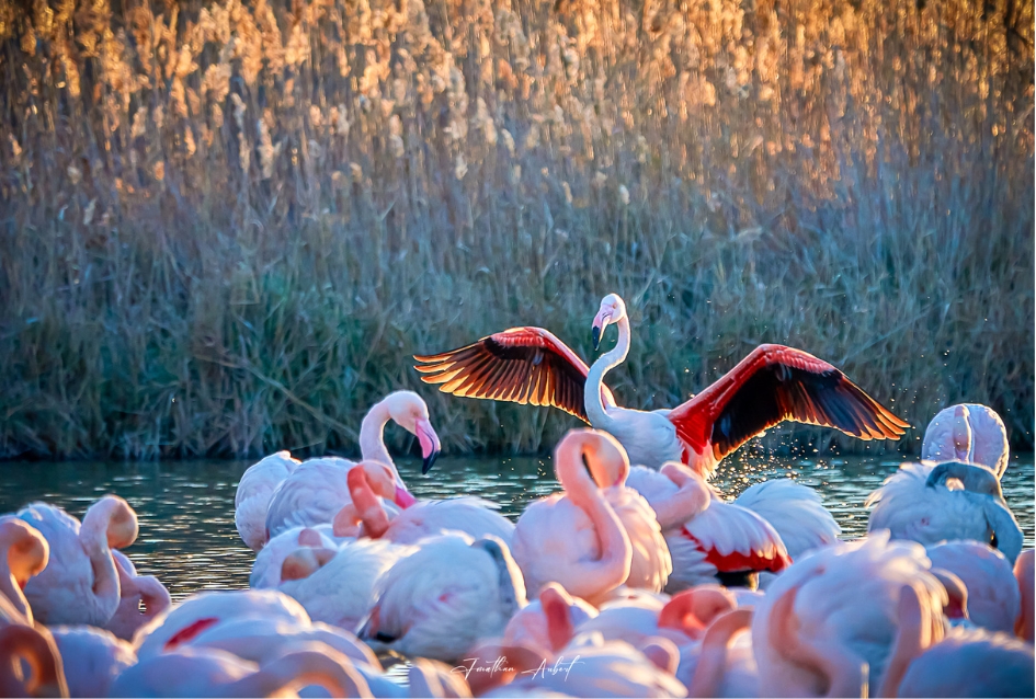 Ballet des Flamants Roses au Crépuscule