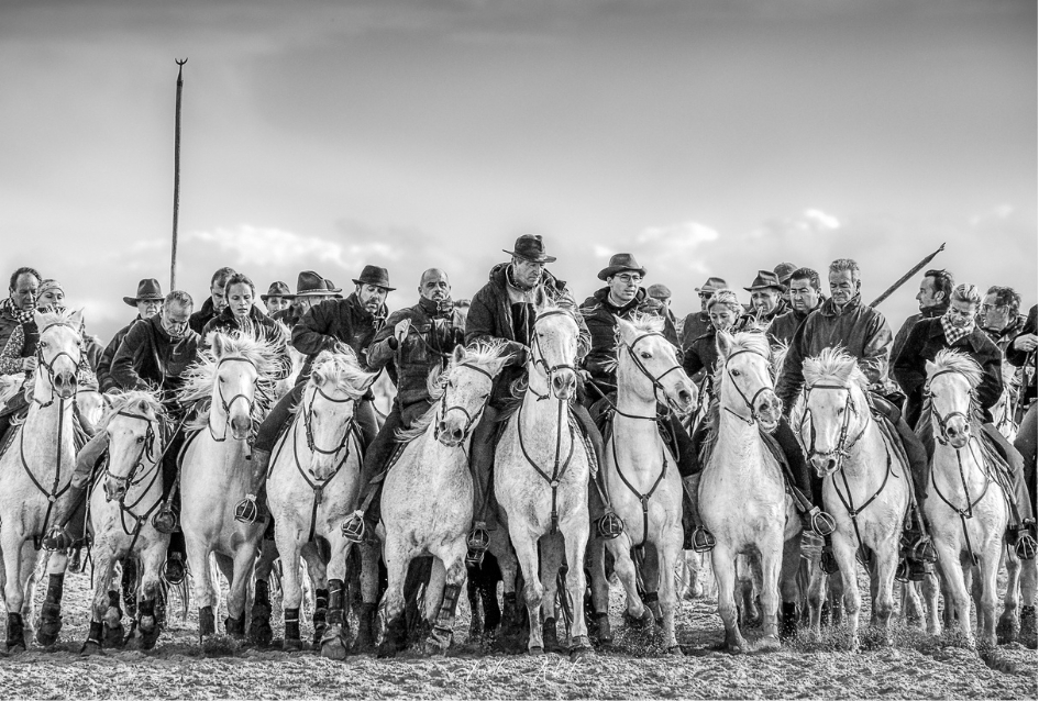 Abrivade de Gardians en Camargue
