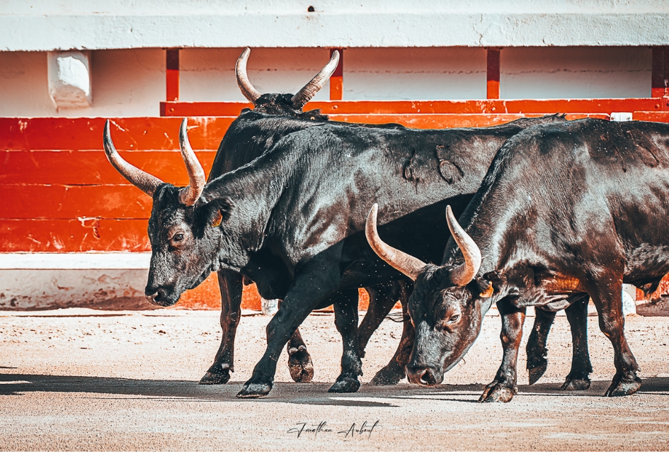 Taureaux de Camargue dans l'Arène