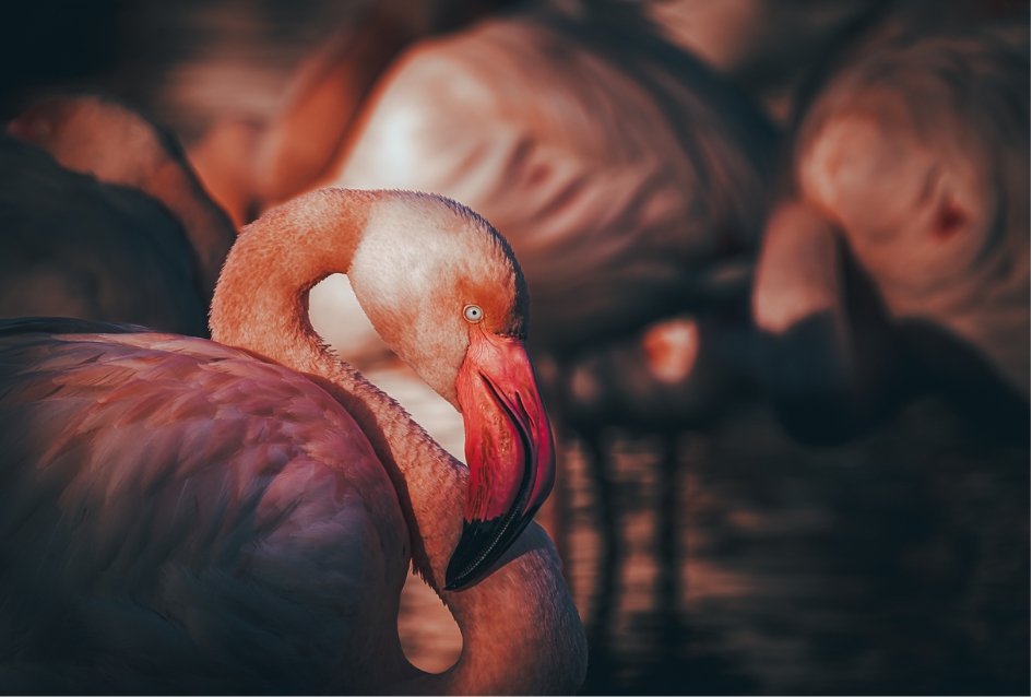 Flamant Rose en Camargue