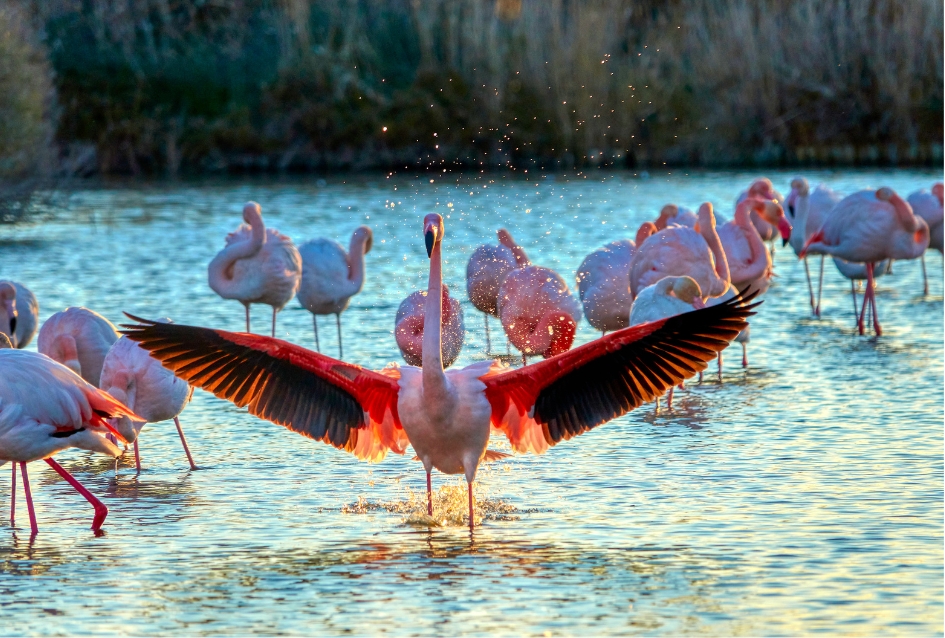 Flamant Rose Déployant ses Ailes