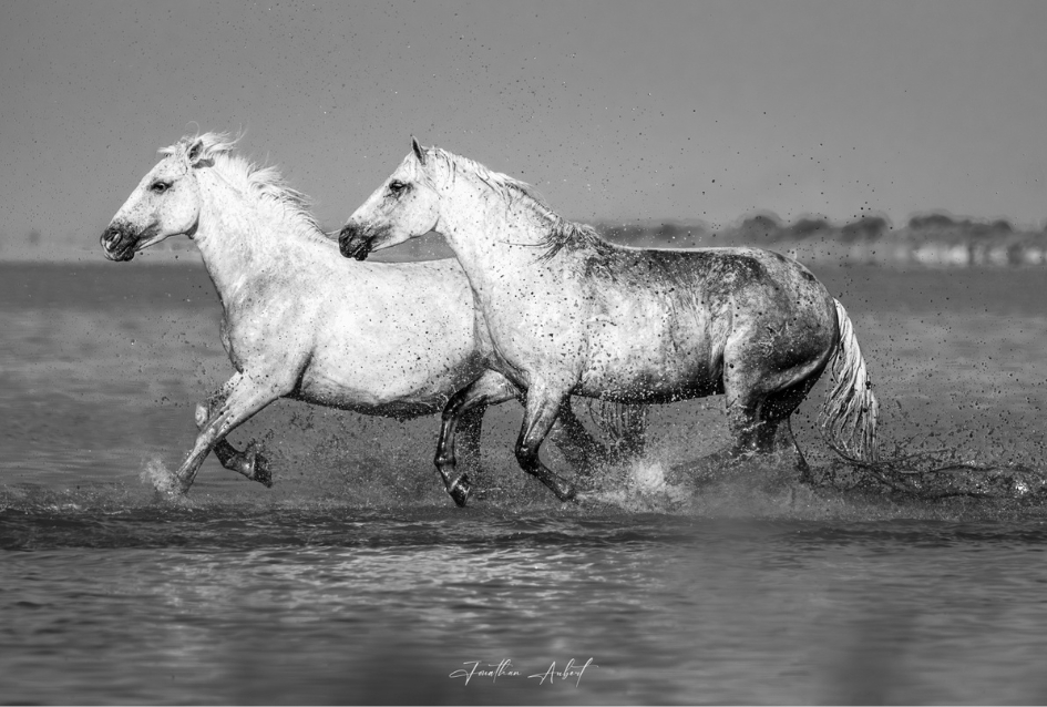 Chevaux Camarguais au Galop dans l’Eau