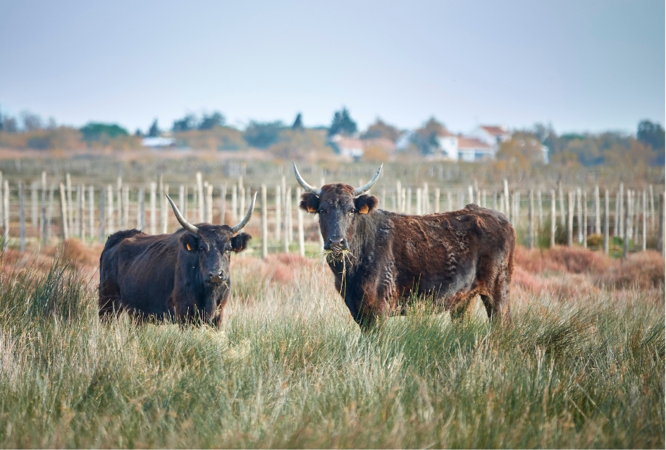 Taureaux Camarguais dans les Marais
