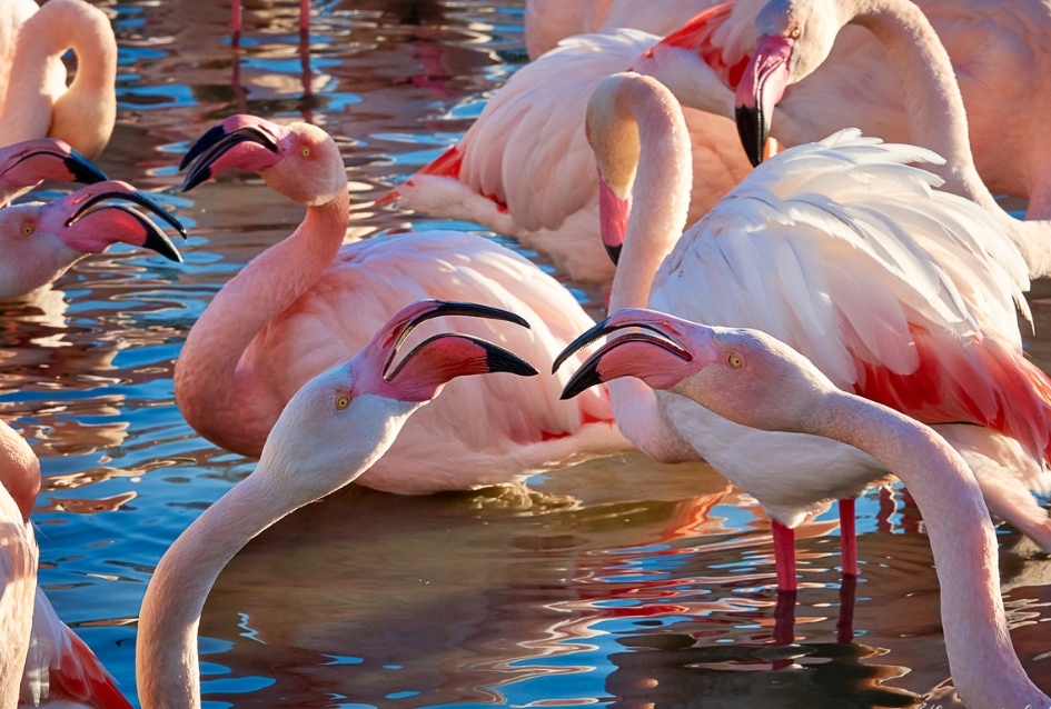 Flamants Roses en Pleine Interaction