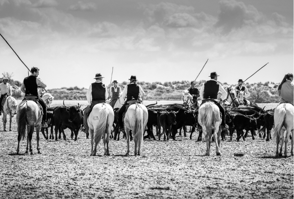 Gardians et Taureaux en Camargue