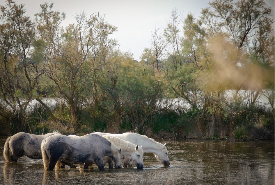 Chevaux Camarguais dans l'eau