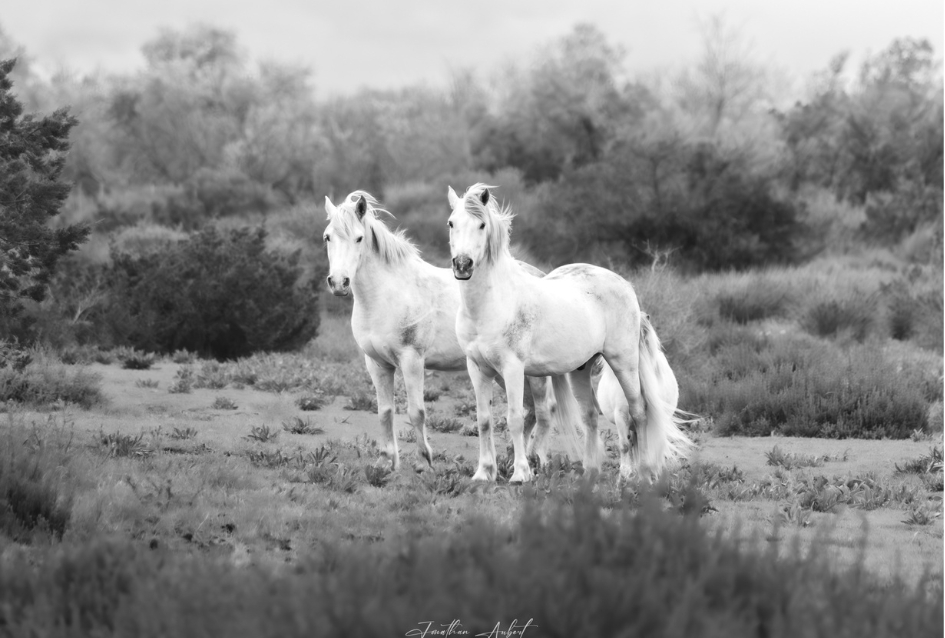 Chevaux Camarguais en Liberté