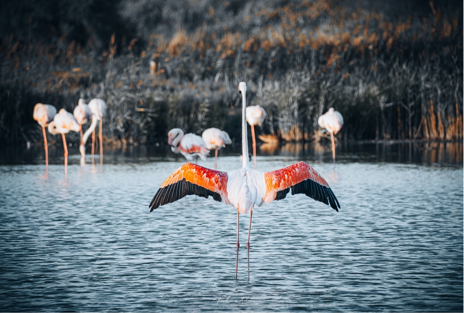Flamant Rose Déployant ses Ailes dans les Marais