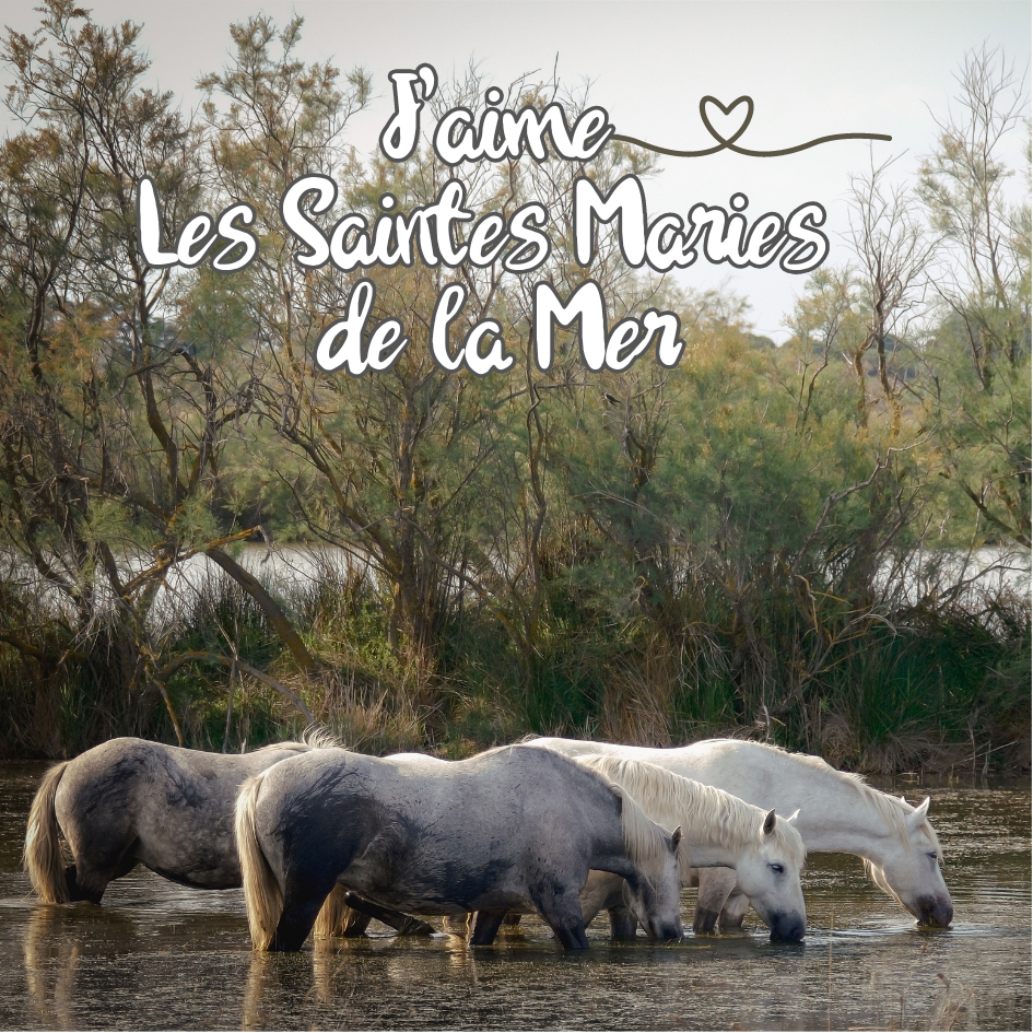 Chevaux Camarguais
