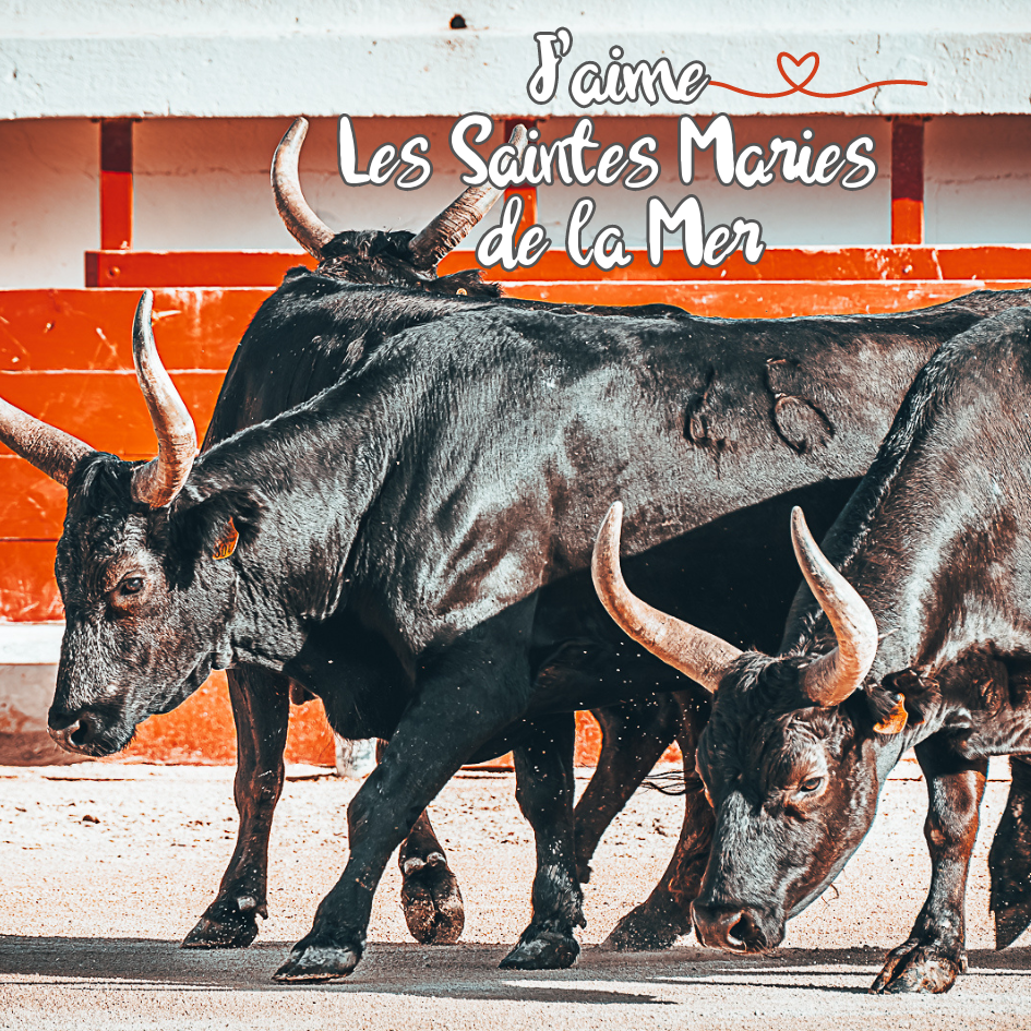 Magnet carré - Taureaux Camarguais
