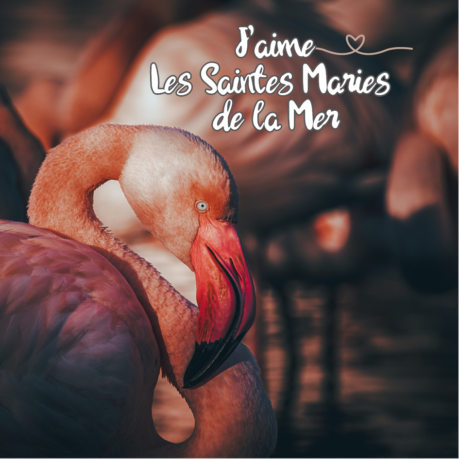 Magnet carré - Flamant Rose Camarguais