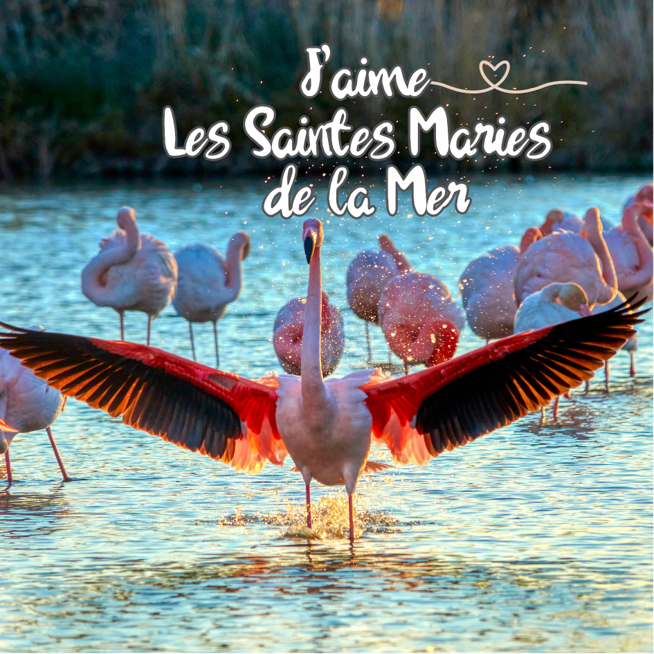 Magnet carré - Flamant Rose étendant ses ailes