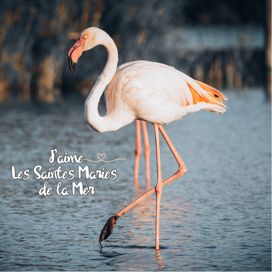 Magnet carré - Flamant rose de Camargue