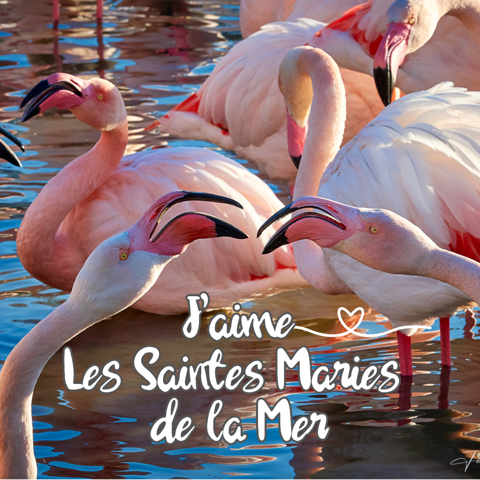 Magnet carré - Flamants roses en Camargue