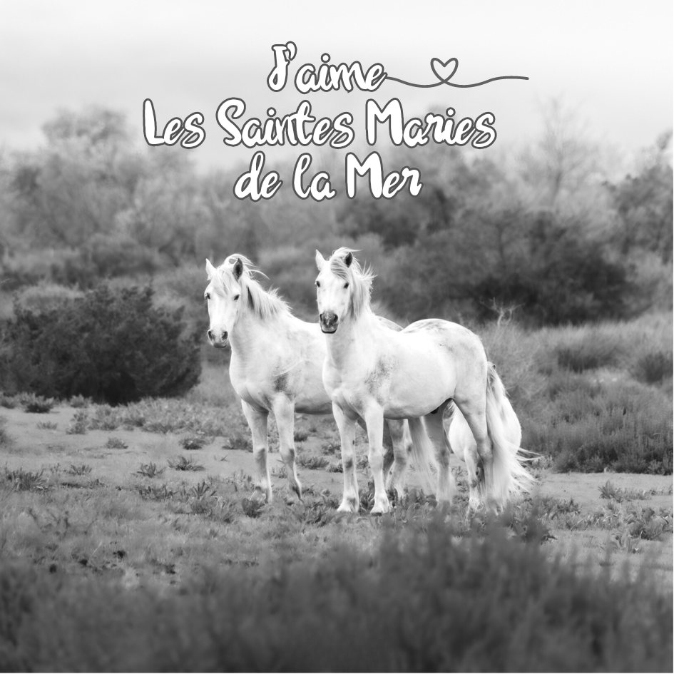 Magnet carré - Chevaux blancs en liberté