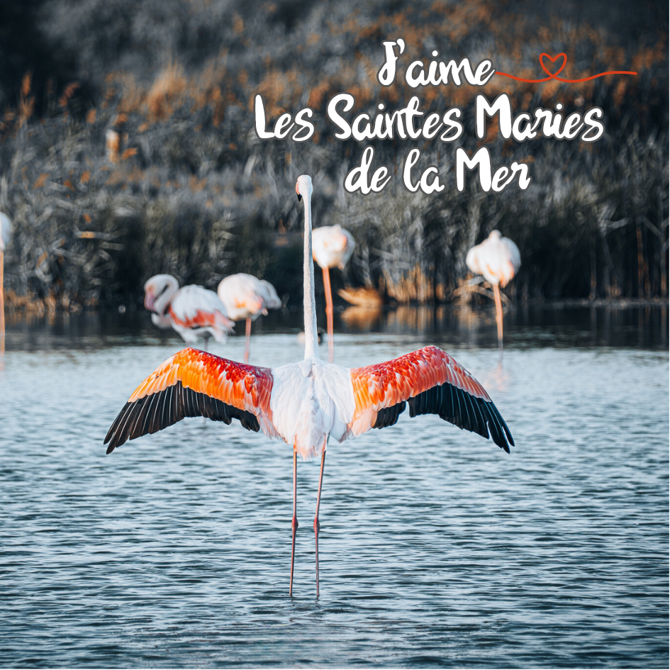 Magnet carré - Flamant rose aux Saintes-Maries-de-la-Mer