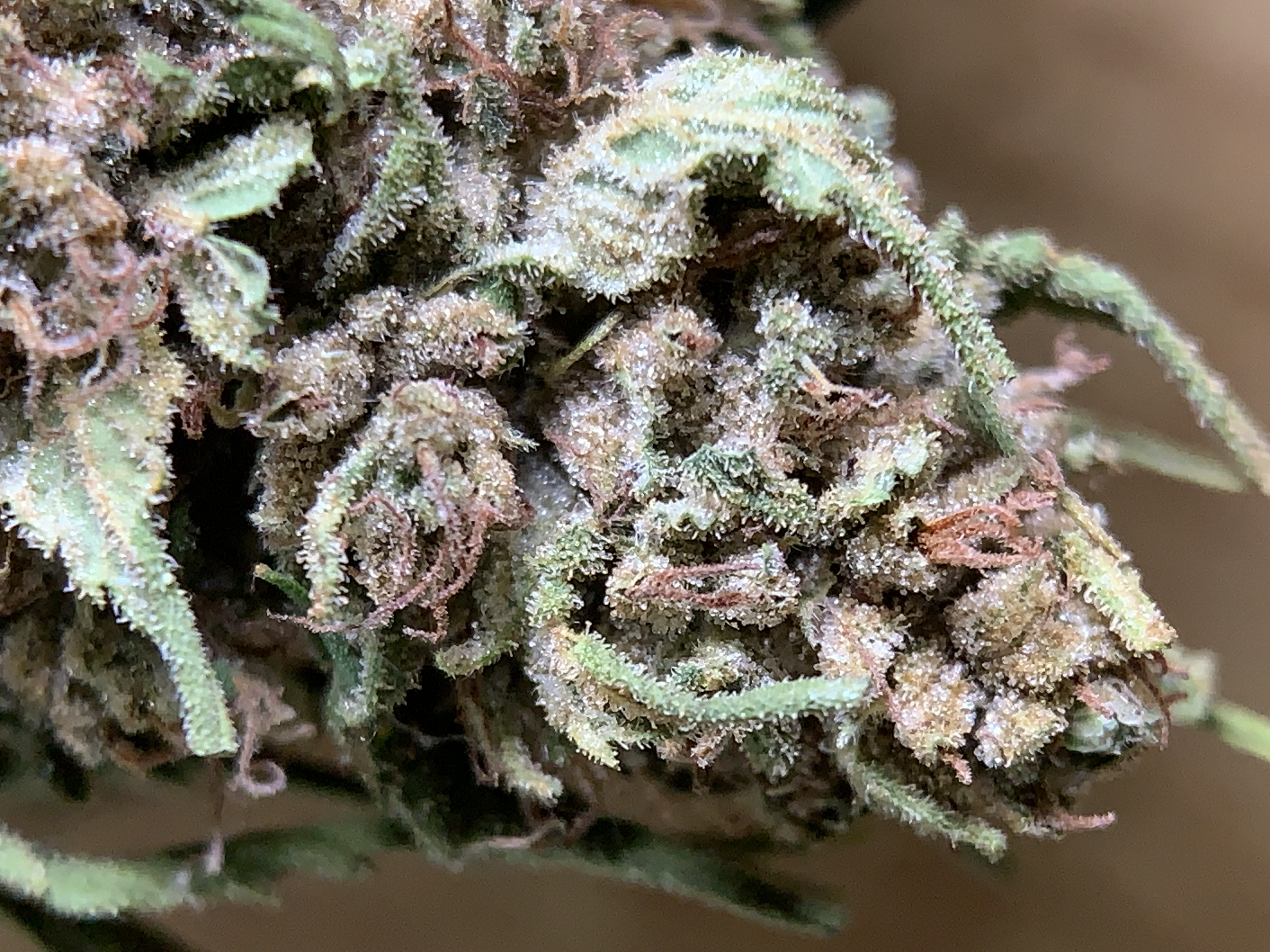 LULU LA NANTAISE - Serre Light-Dep