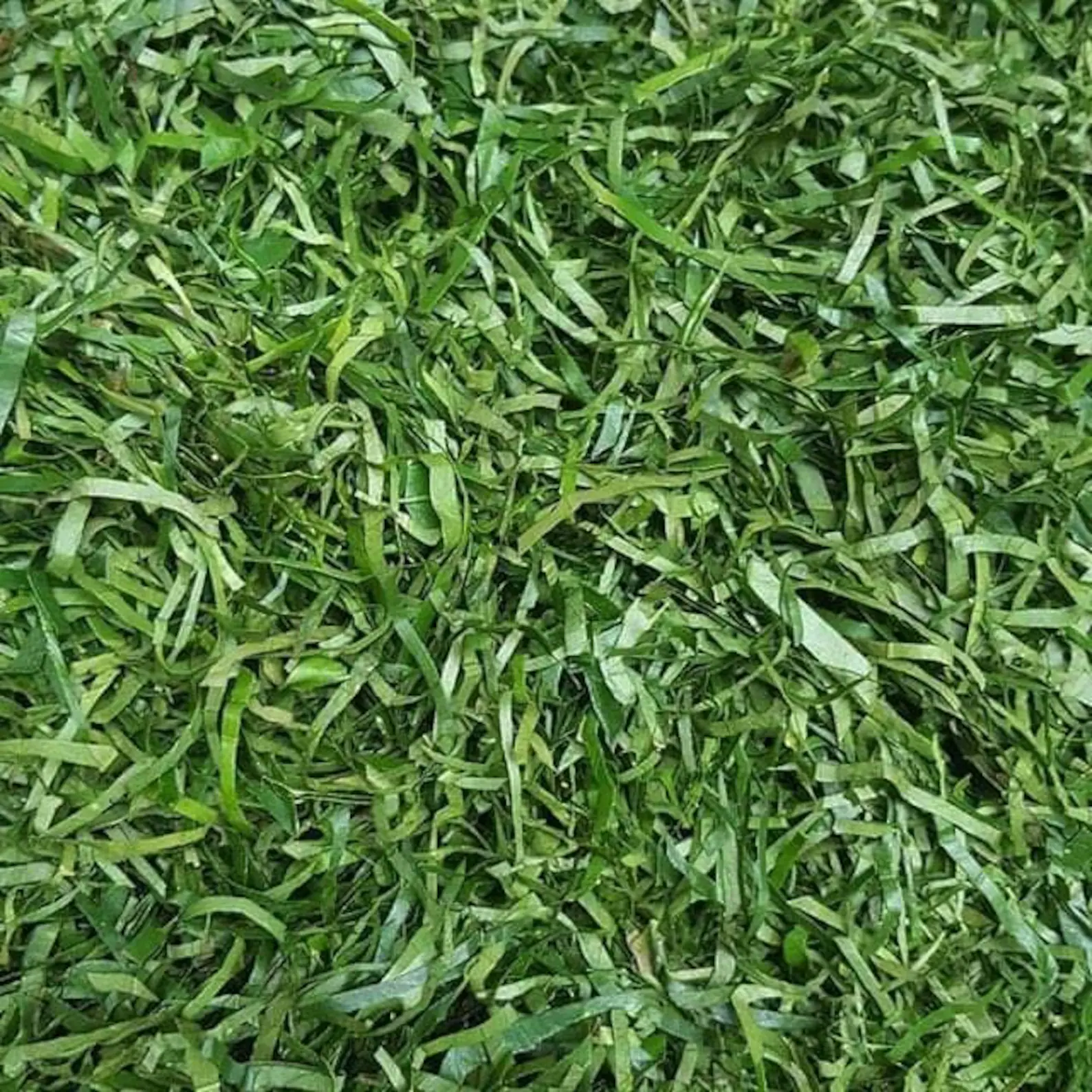 Dry eru leaves/ afang leaves