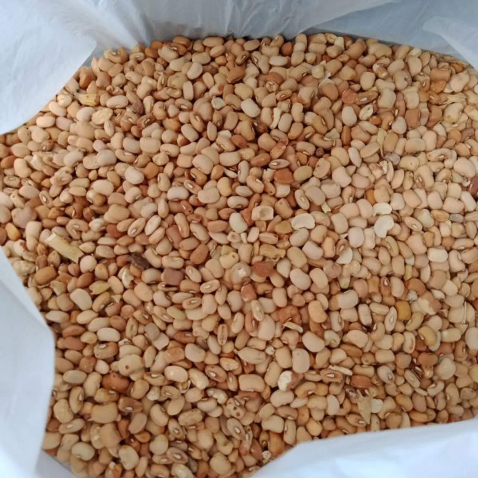 Brown beans/kidney beans