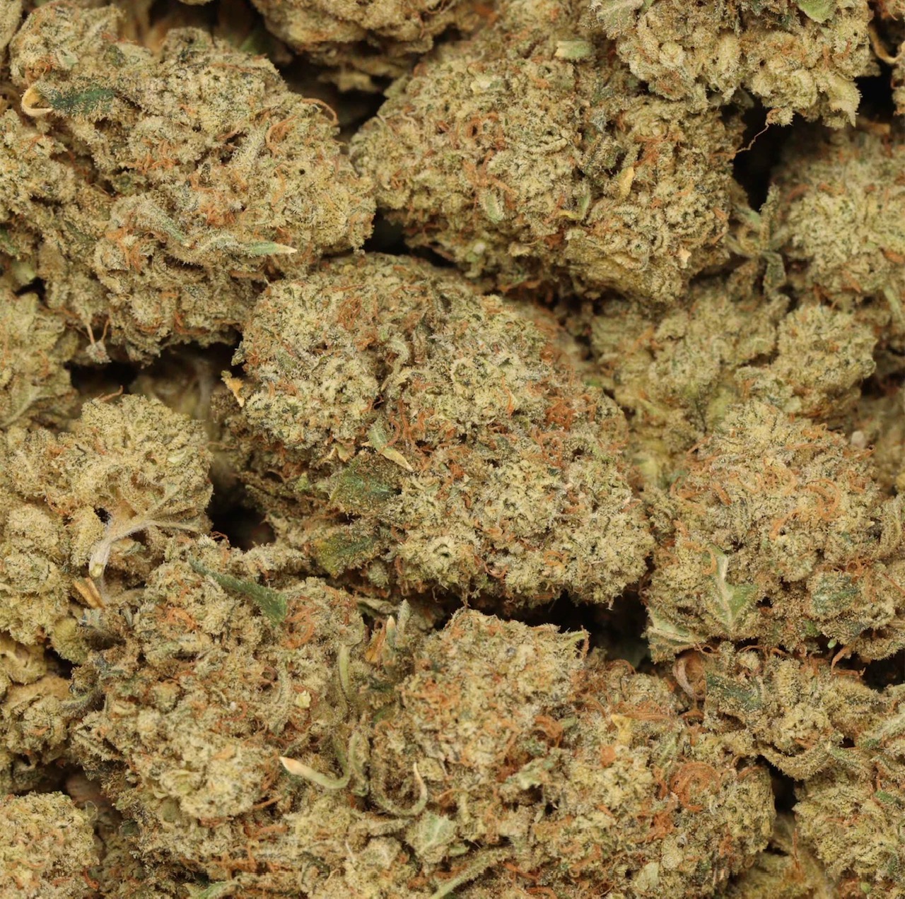 Jackfruit AAA+ (Sativa)
