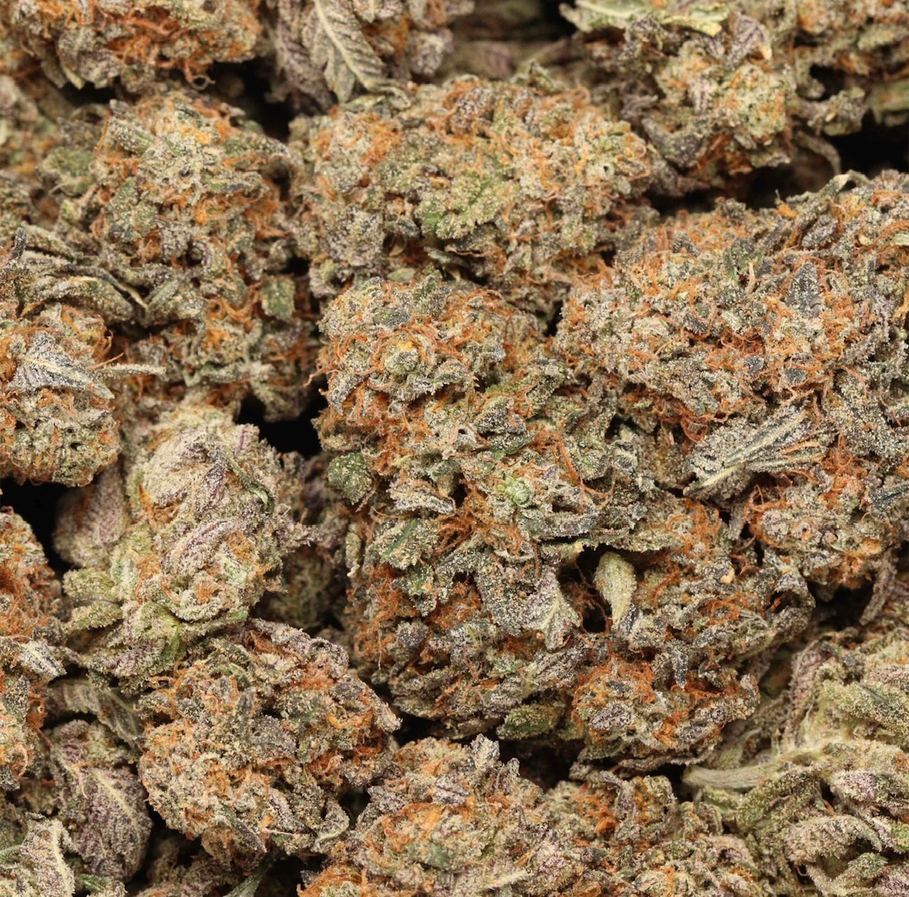 Ayahuasca Purple AAAA Indica Hybrid