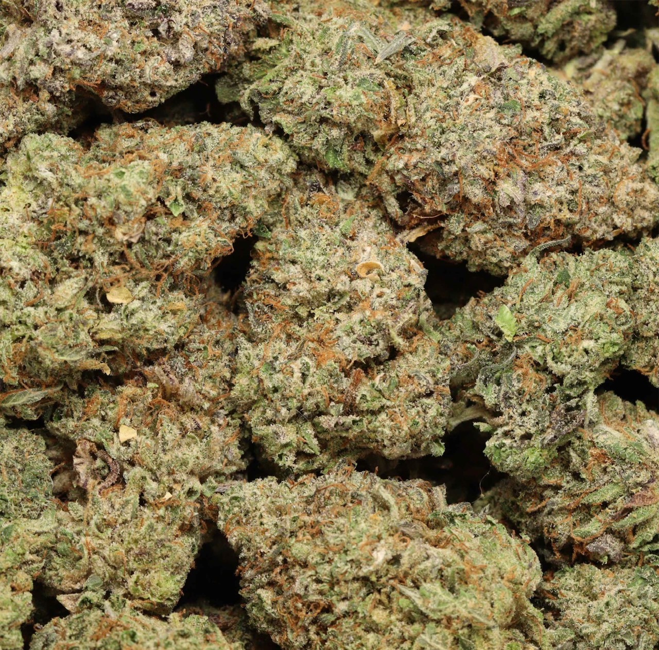 🔥🥊Mike Tyson OG🥊🔥 AAAA Indica