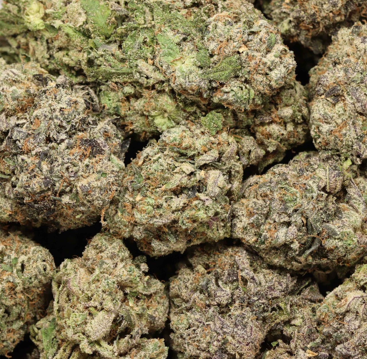 🧨🔥Dank Sinatra🔥🧨 AAAA+ Indica Craft