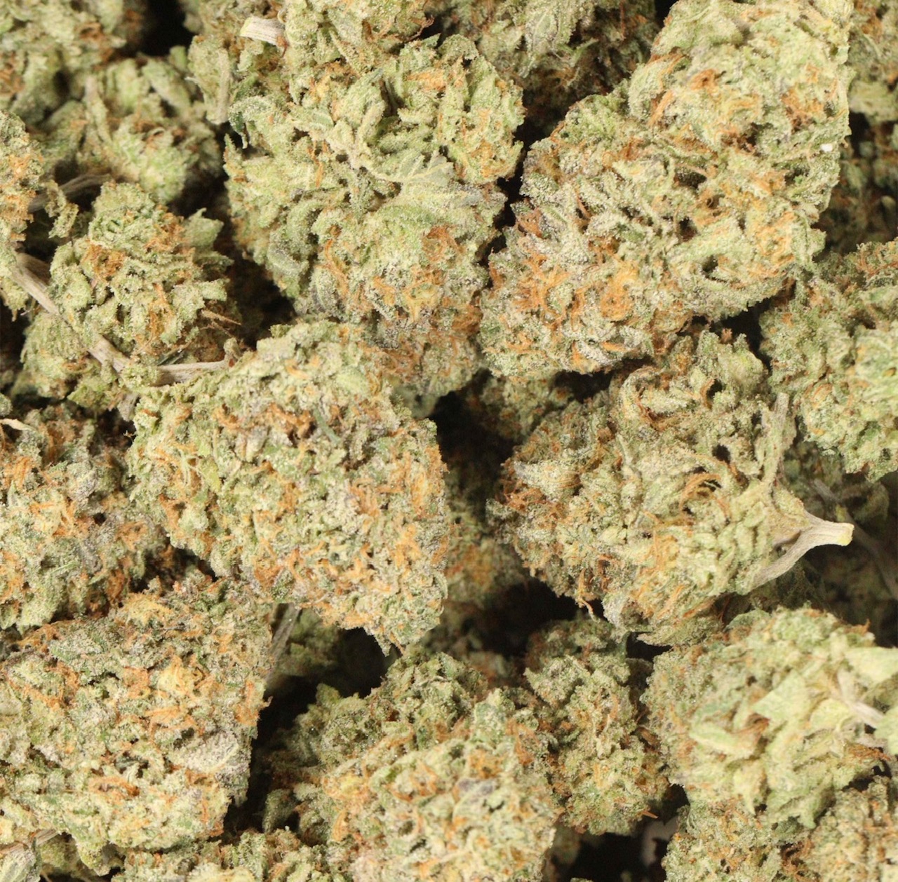 9lb Hammer AAAA Indica Dominant