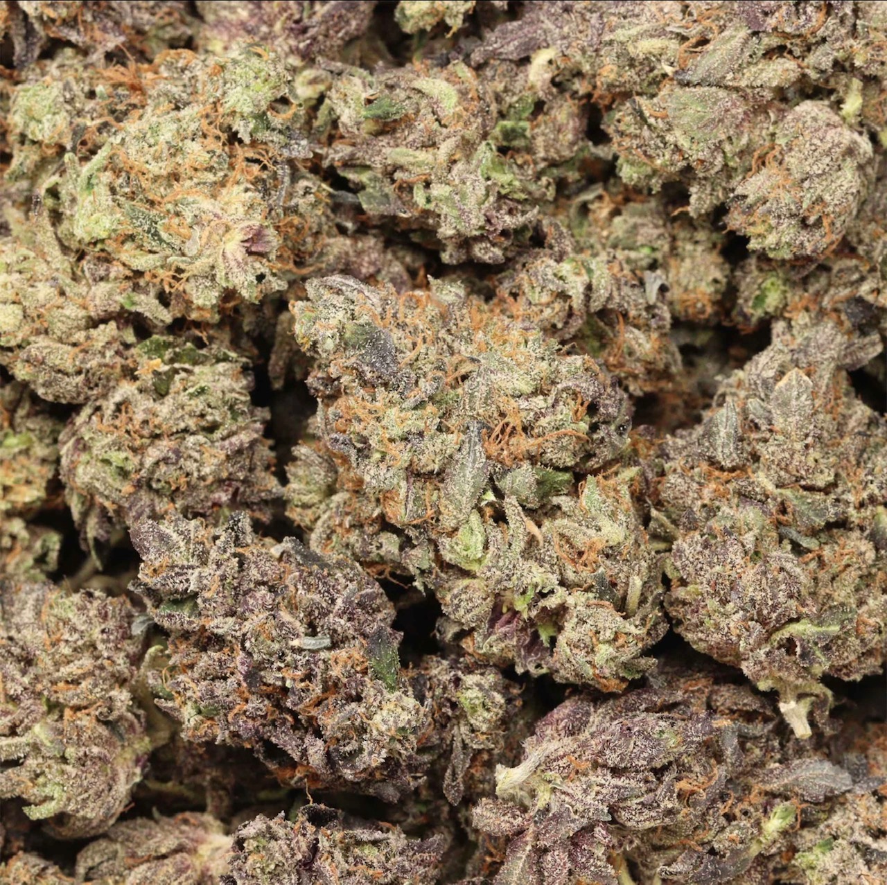 Purple Blizzard AAAA+ Hybrid Craft