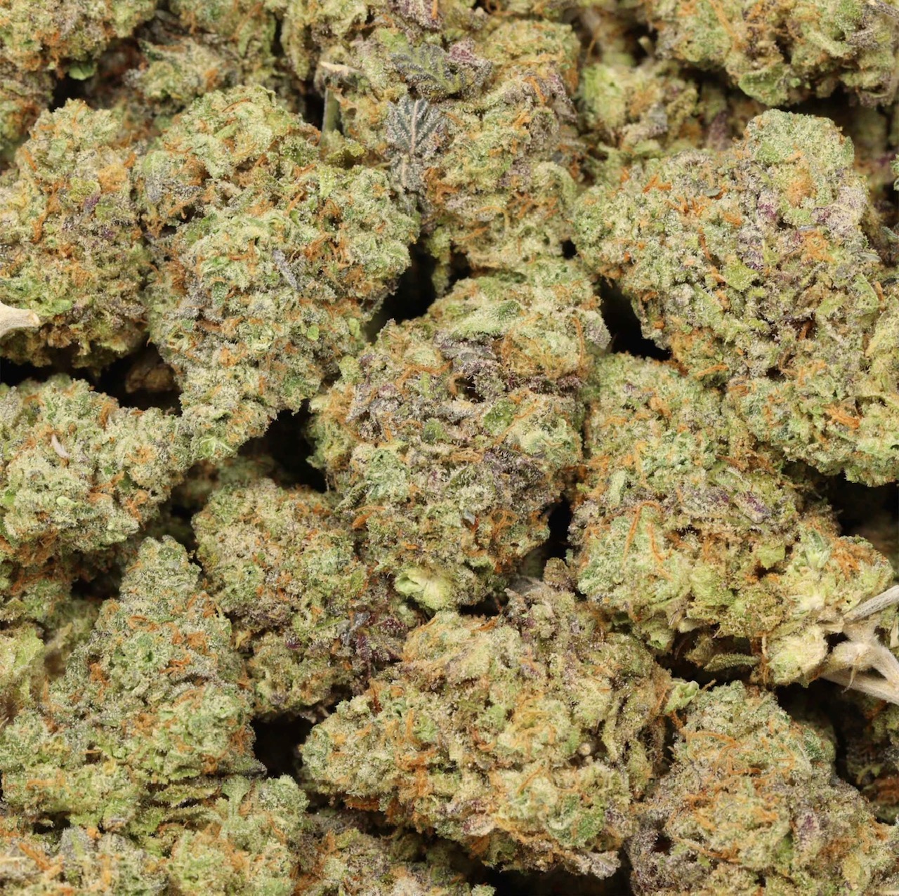 Forum Cut Cookies AAAA Slightly Indica Hybrid *Popular*