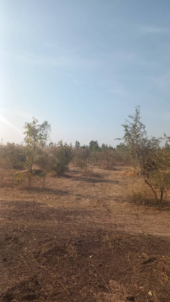 69 parcelles à Diatoula-cité de la paix (Bamako) – 6 500 000 FCFA l’unité