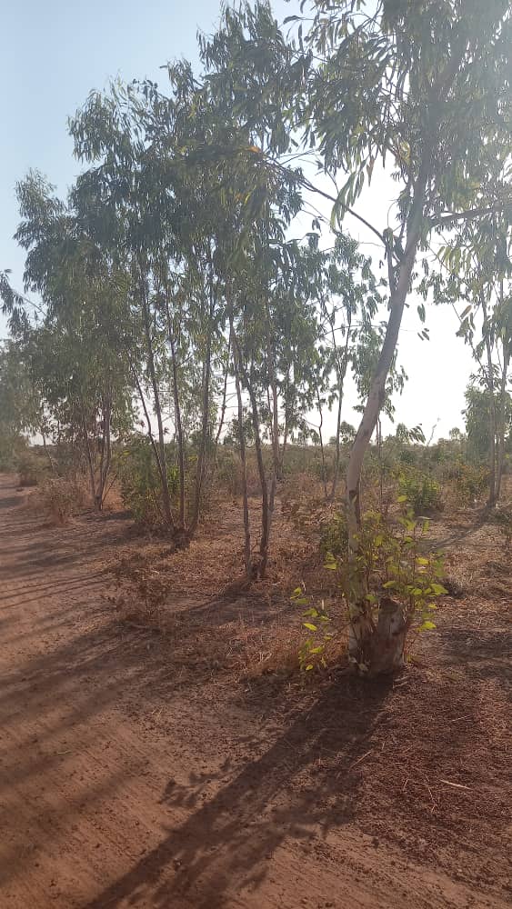 69 parcelles à Diatoula-cité de la paix (Bamako) – 6 500 000 FCFA l’unité