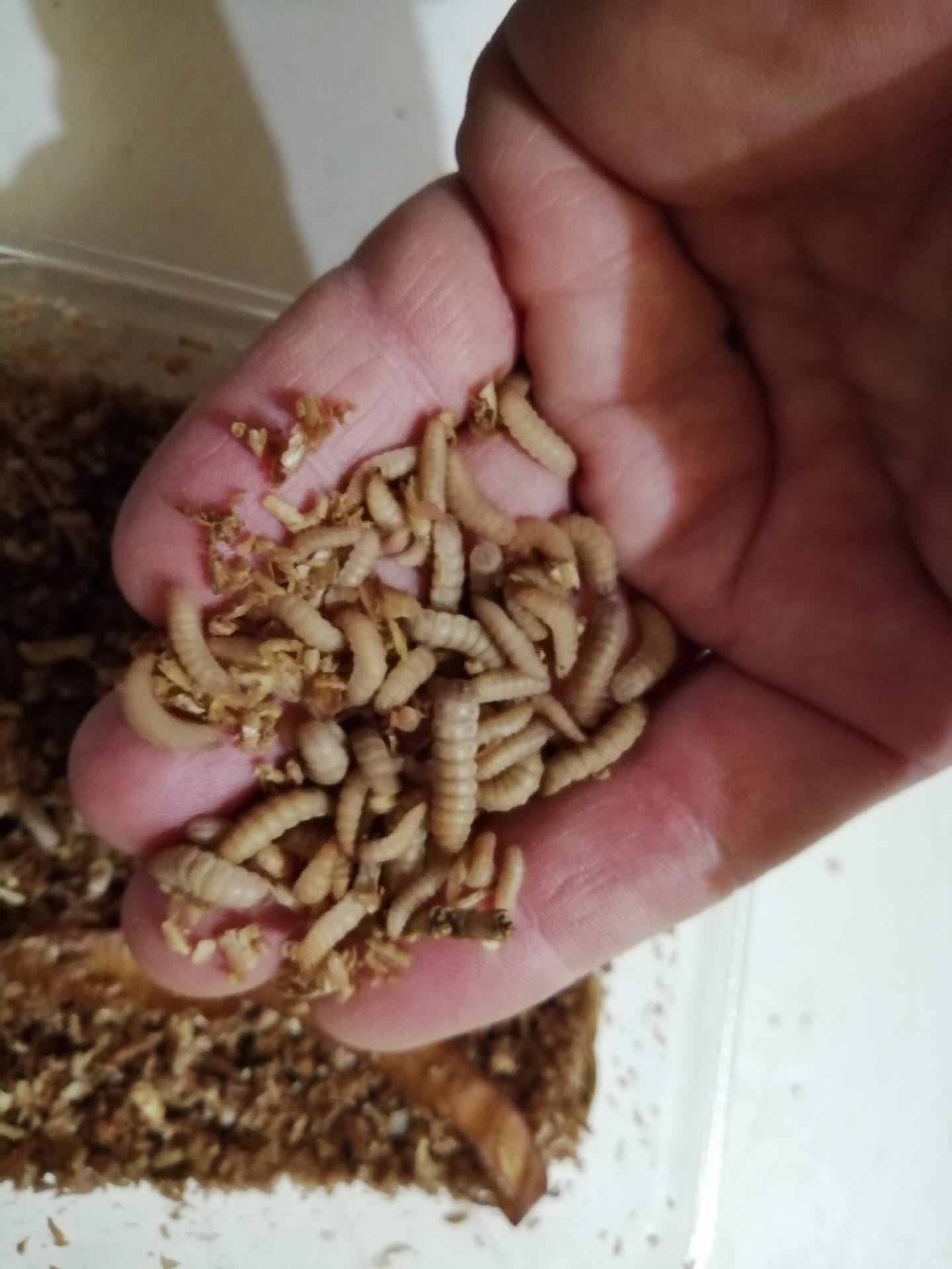 Calcium Worms - Hermetia illucens