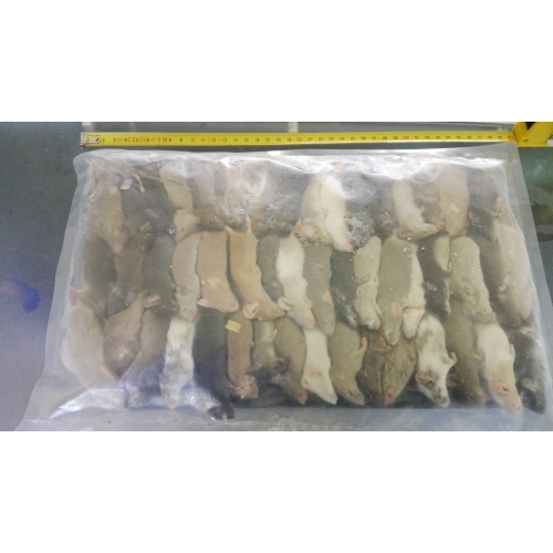 Ratos congelados Adultos