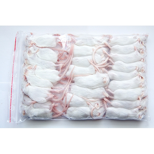 Ratos congelados desmamados