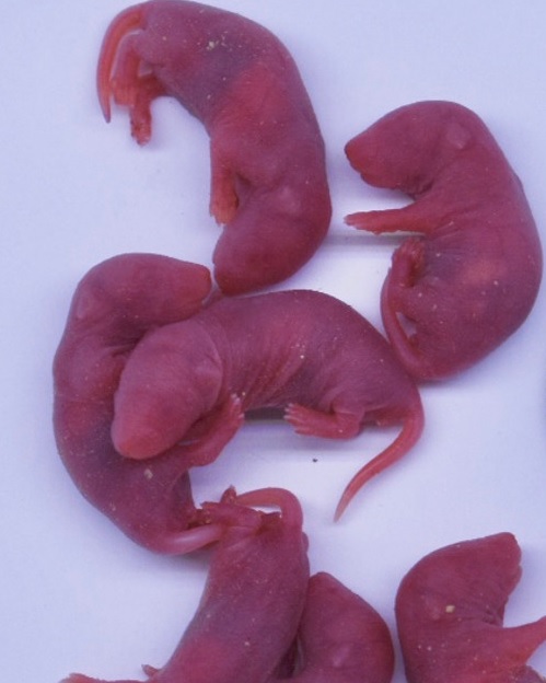 Alimento congelado pinkies pequenos