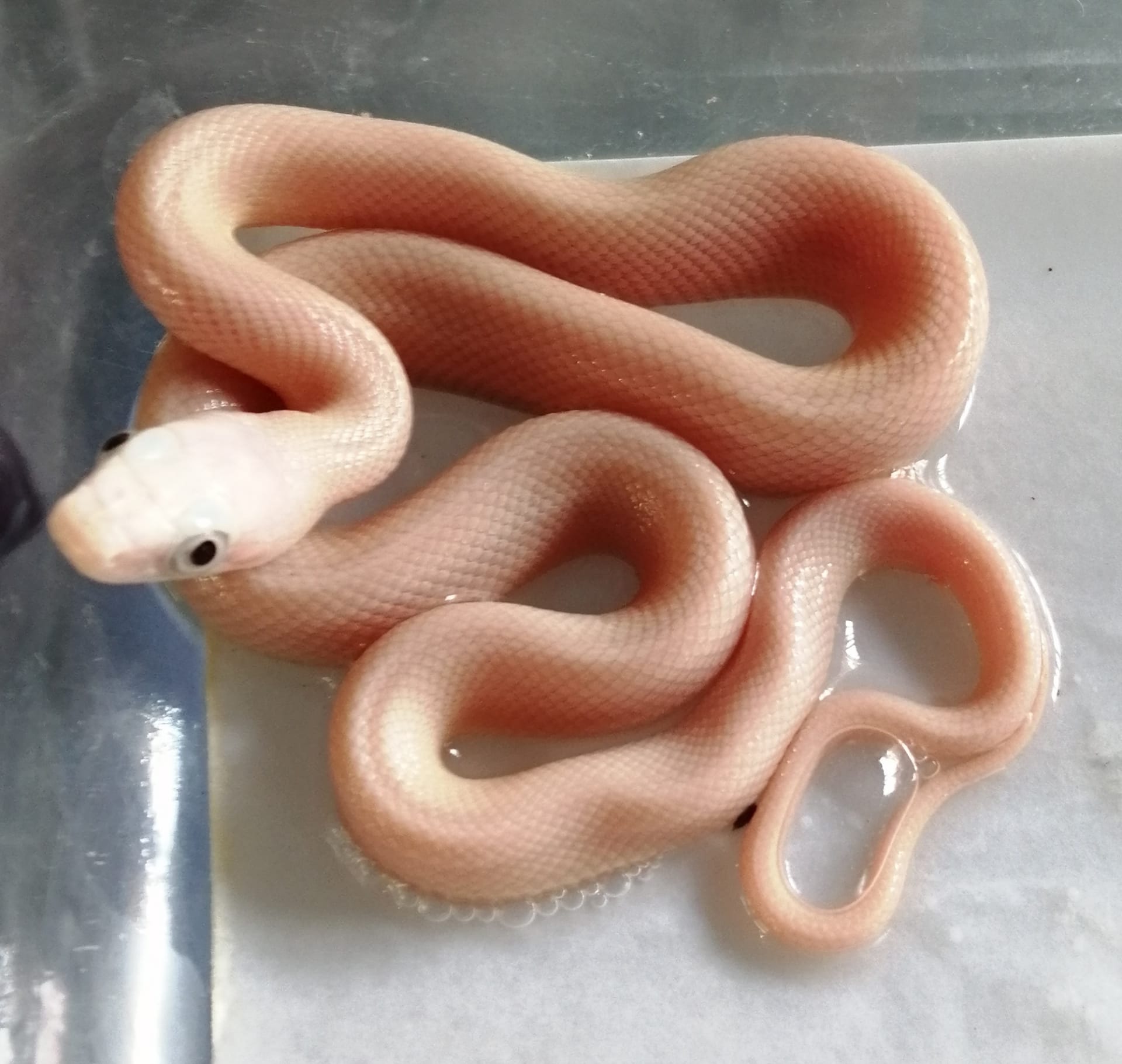 Cobra Obsoleta Leucistica