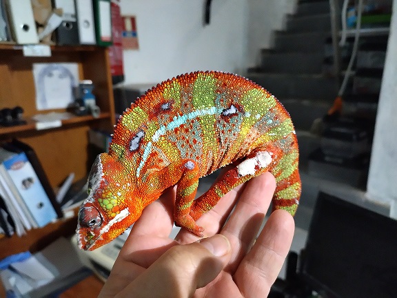 Camaleão Pantera (Furcifer Pardalis)           