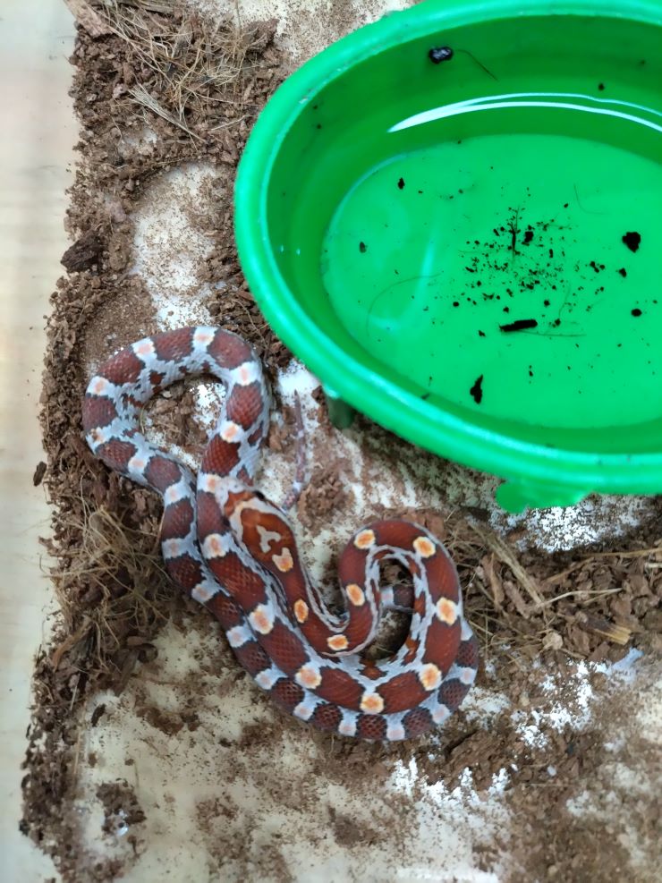 Cobra do milho Pantherophis guttatus het diversos